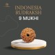 9 Mukhi Indonesia Rudraksha – Original & Certified Navmukhi Bead